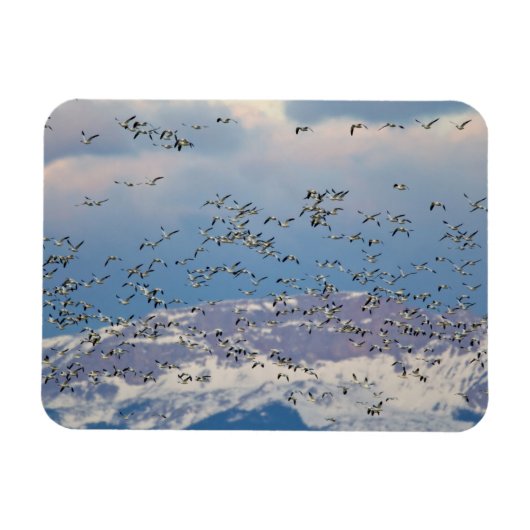 春の渡りの間の雪ガチョウ マグネット (横)