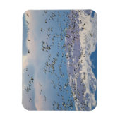 春の渡りの間の雪ガチョウ マグネット (縦)