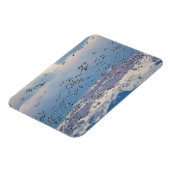 春の渡りの間の雪ガチョウ マグネット (左側)