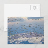 春の渡りの間の雪ガン ポストカード (正面/裏面)