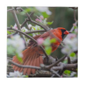 春の男性(鳥)ショウジョウコウカンチョウ タイル (正面)