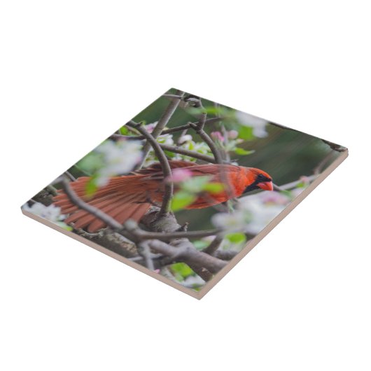 春の男性(鳥)ショウジョウコウカンチョウ タイル (側面)
