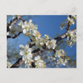 春の白い梅の花が咲く枝 ポストカード (正面)
