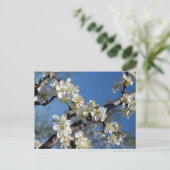 春の白い梅の花の枝 ポストカード (スタンド正面)