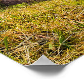 春の秋 ポスター (角)