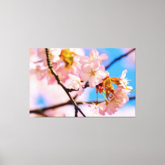春の穏やかな日に咲くピンクの桜の花 キャンバスプリント (正面)