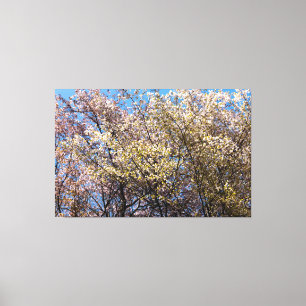 春の穏やかな日に満開の桜 キャンバスプリント