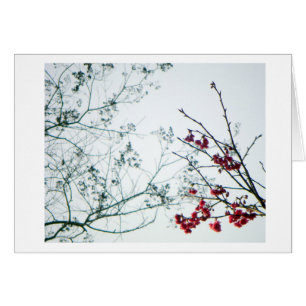 春の範囲か桜のブランク