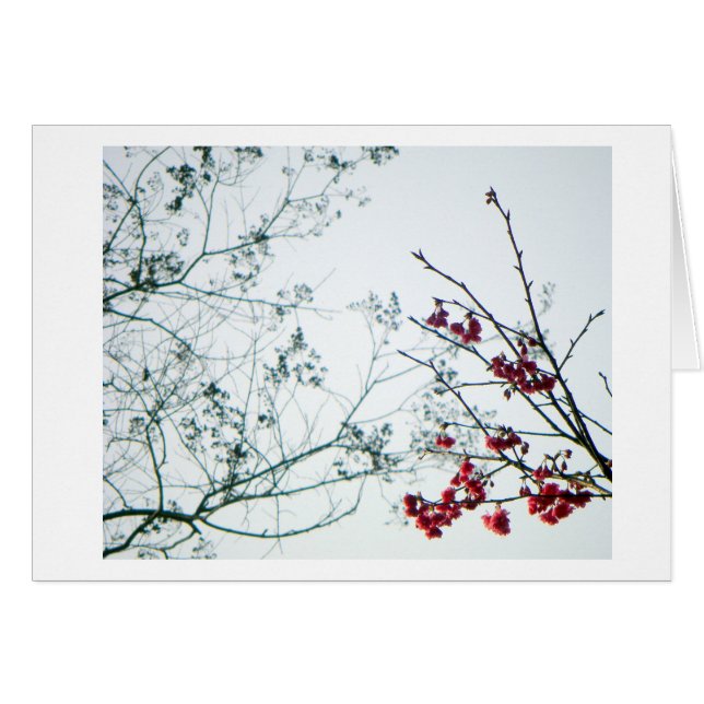 春の範囲か桜のブランク (正面横)