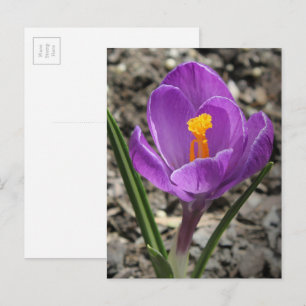春の紫と黄色のクロッカスの花の写真 ポストカード