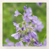 春の緑の草原に咲く繊細な青い花 ガラスコースター (正面)