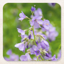 春の緑の草原に咲く繊細な青い花 スクエアペーパーコースター