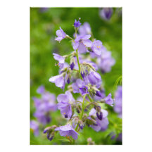 春の緑の草原に咲く繊細な青い花