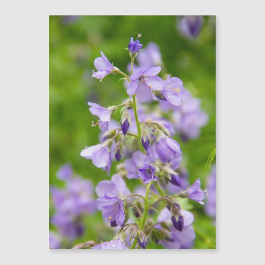 春の緑の野に繊細な青い花 (正面)