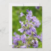 春の緑の野に繊細な青い花 (正面)