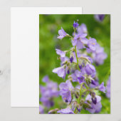 春の緑の野に繊細な青い花 (正面/裏面)