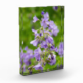 春の緑の野に繊細な青い花 フォトブロック (左)