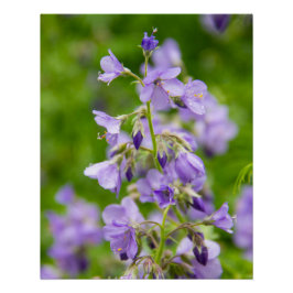 春の緑の野に繊細な青い花 ポスター