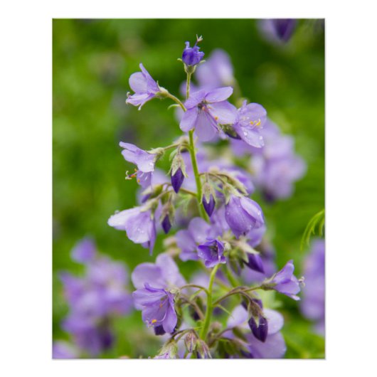 春の緑の野に繊細な青い花 ポスター (正面)