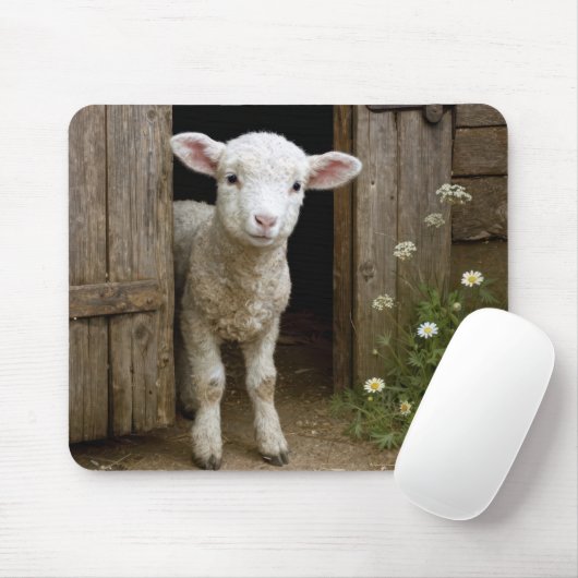 春の羊が納屋の入り口に立つ マウスパッド (マウス)