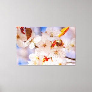 春の美しく優雅な桜の花 キャンバスプリント