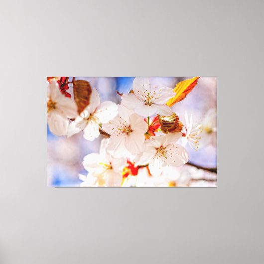 春の美しく優雅な桜の花 キャンバスプリント (正面)
