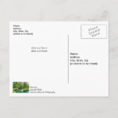 春の考え緑の反射 ポストカード (裏面)