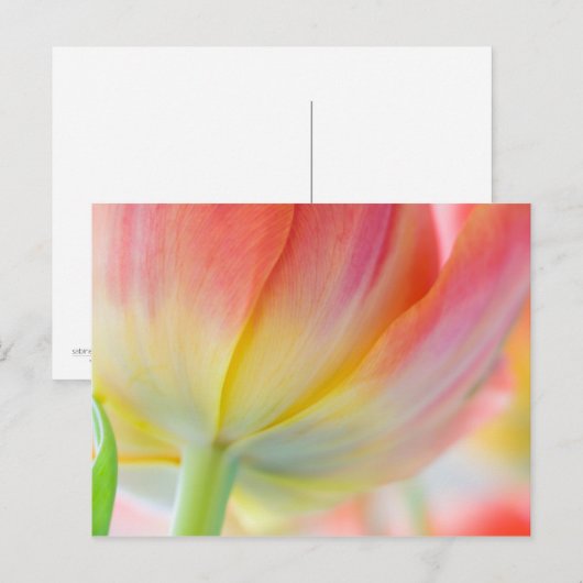 春の色・はがき ポストカード (正面/裏面)