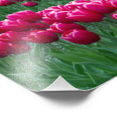 春の花が咲くチューリップ球根の庭園を表示 フォトプリント (角)
