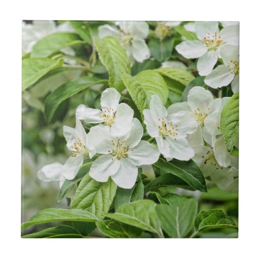 春の花が魅力的 タイル (正面)