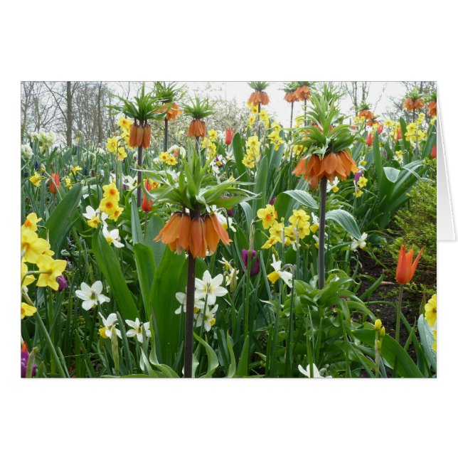 春の花のおもしろい-黄色およびオレンジ (正面横)