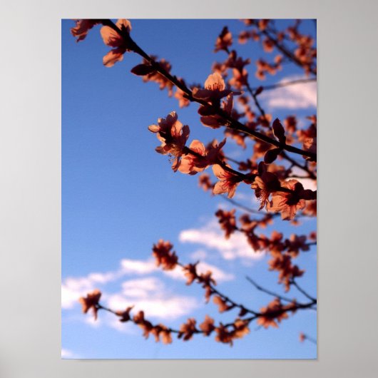 春の花のポスター – カスタマイズ ポスター (正面)