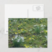 春の花のポストカード ポストカード (正面/裏面)