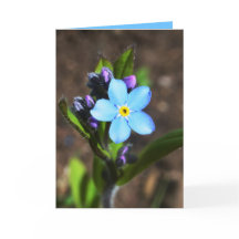 春の花の挨拶状