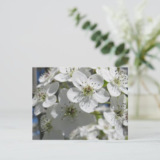 春の花の木の花のポストカード ポストカード (スタンド正面)