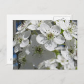 春の花の木の花のポストカード ポストカード (正面/裏面)