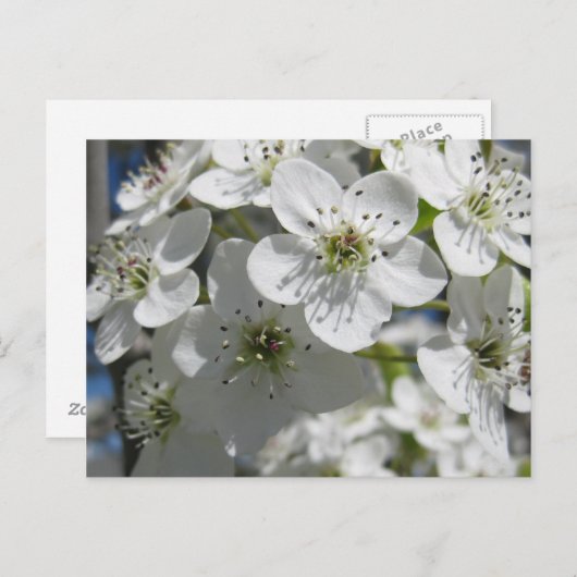 春の花の木の花のポストカード ポストカード (正面/裏面)