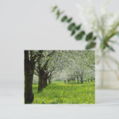 春の花の白いリンゴ ポストカード (スタンド正面)