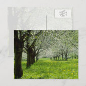 春の花の白いリンゴ ポストカード (正面/裏面)