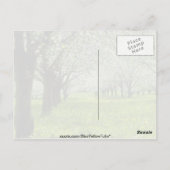 春の花の白いリンゴ ポストカード (裏面)