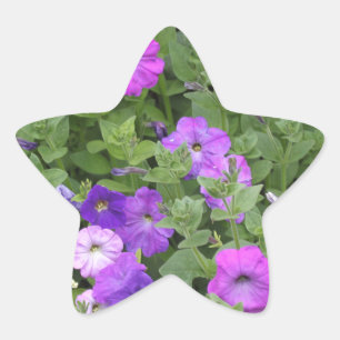 春の花の紫色の庭のペチュニアの花柄の写真 星シール