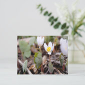 春の花はがき ポストカード (スタンド正面)