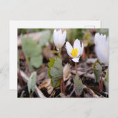 春の花はがき ポストカード (正面/裏面)