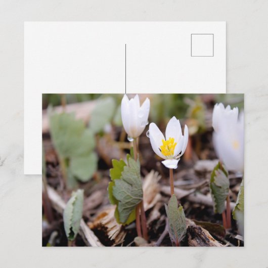 春の花はがき ポストカード (正面/裏面)