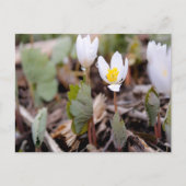春の花はがき ポストカード (正面)