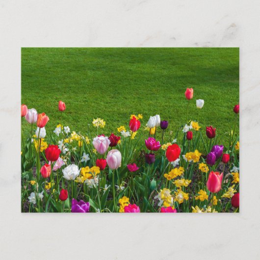 春の花はがき ポストカード (正面)