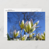 春の花はがき ポストカード (正面/裏面)