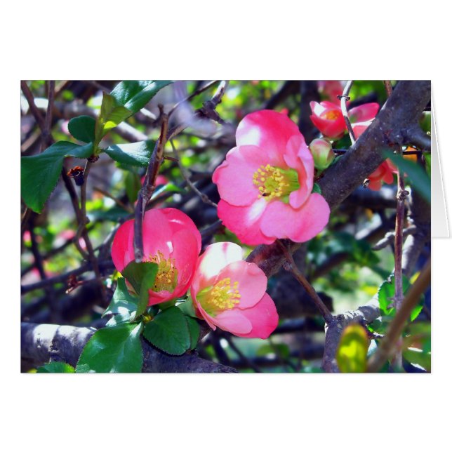 春の花カボチャの木 カード (正面横)