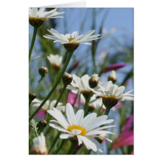 春の花カード (正面)