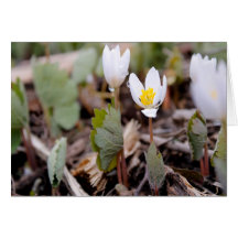 春の花グリーティングカード